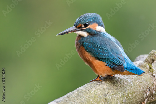 Common kingfisher (Alcedo atthis), young individual of this small beautiful bird sitting on branch, blue back and orange abdomen, green diffused background, scene from wild nature, river Váh,Slovakia © MatusHaban