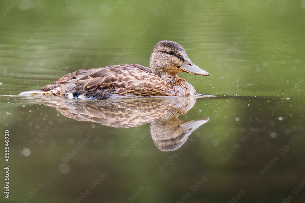Fototapeta premium Mallard (Anas platyrhynchos), female of beautiful duck swimming in lake, brown fluffy feathers, diffuse green lake level, wild scene from nature, river Váh, Slovakia. Reflection on water level. 