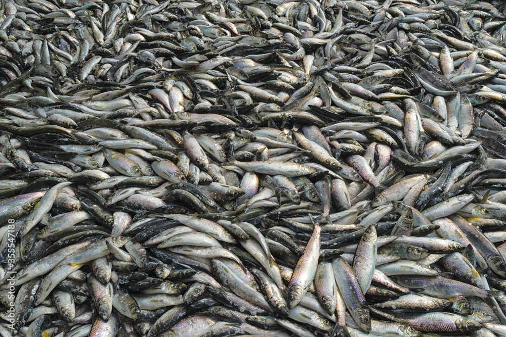 Fresh catch of the Pacific herring ( Clupea pallasii ). Sea of Okhotsk. Khabarovsk Krai, far East, Russia.