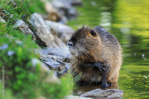 Coypu, Myocastor coypus, sitting in water near river bank and cleaning hair by foreleg. Rodent also known as nutria, swamp beaver or beaver rat. Wildlife scene. Habitat America, Europe, Asia. photo