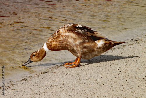 Brown duck searches for for food by the waters edge photo