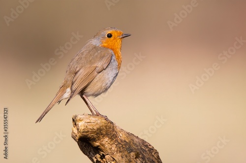 European robin (Erithacus rubecula), beautiful small bird with orange throat, sitting on branch and looking for some meal, diffuse orange background, scene from wild nature, Slovakia.