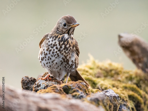 Wallpaper Mural Song thrush (Turdus philomelos), big songbird sitting on mossy branch on the edge of lake, brown bird with white spotted chest, wet after bath, scene from wild nature, Slovakia.  Torontodigital.ca