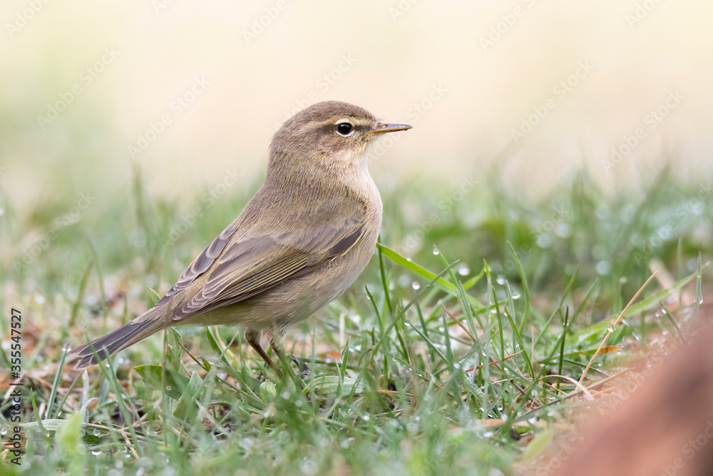 Common chiffchaff (Phylloscopus collybita), small songbird standing in grass, searching something for meal, beauty brown bird with yellow details, diffused yellow background, scene from wild nature. Common chiffchaff (Phylloscopus collybita), small songbird standing in grass, searching something for meal, beauty brown bird with yellow details, diffused yellow background, scene from wild nature.