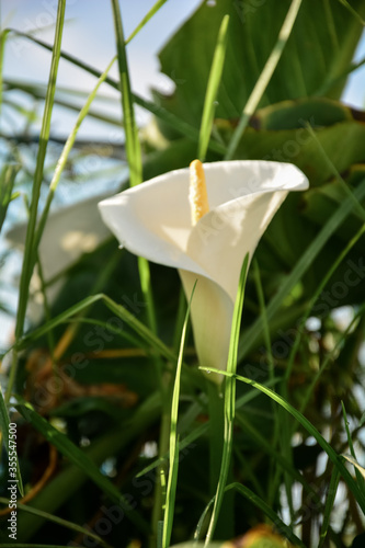 Lillie flowers