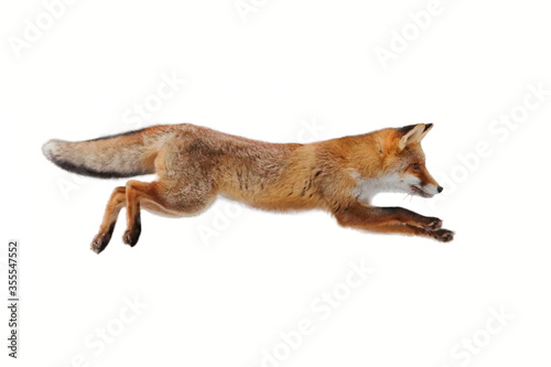 Quadro su tela Red fox (Vulpes vulpes) making long jump isolated on white background