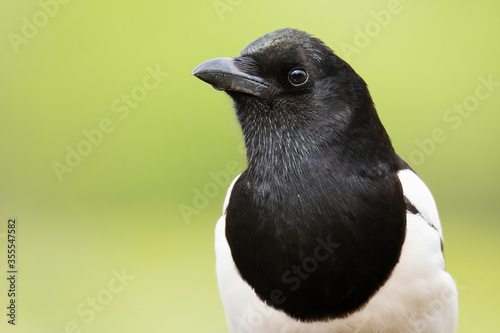 Eurasian magpie (Pica pica). Close up portrait of this large songbird. Bird with dark black head and white chest. Green diffused background. Wet beak with a drop of water from below. Slovakia 