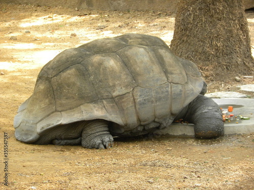 Galapagos giant tortoise (Testudo Elephantopus)