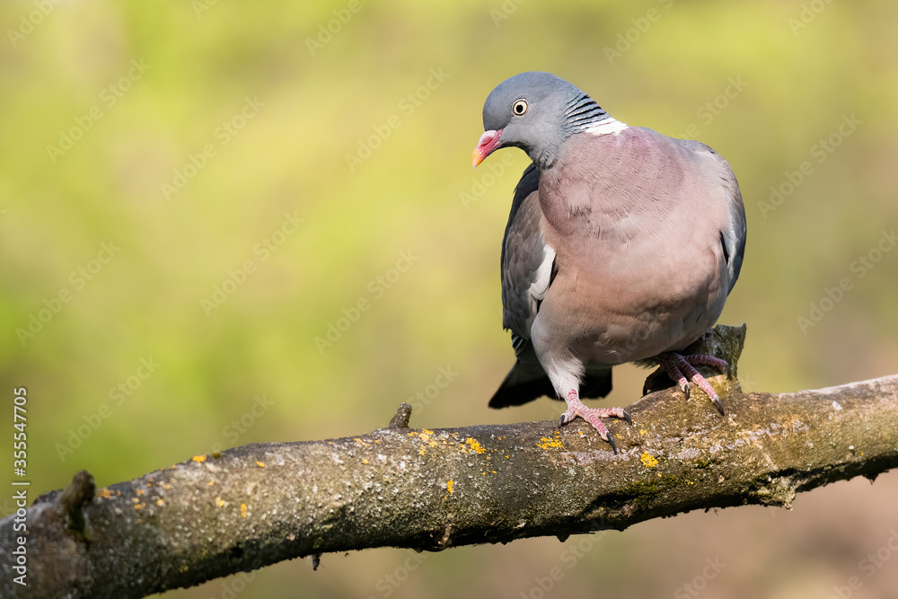 Fototapeta premium Common wood pigeon (Columba palumbus), large species of dove sitting on mossy branch. Green diffused background with evening light. Bird with red beak, pink chest and with grey head and back. 