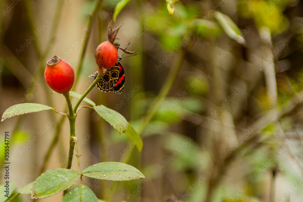 black and red butterfly posed on red flower bud black and red butterfly posed on red flower bud