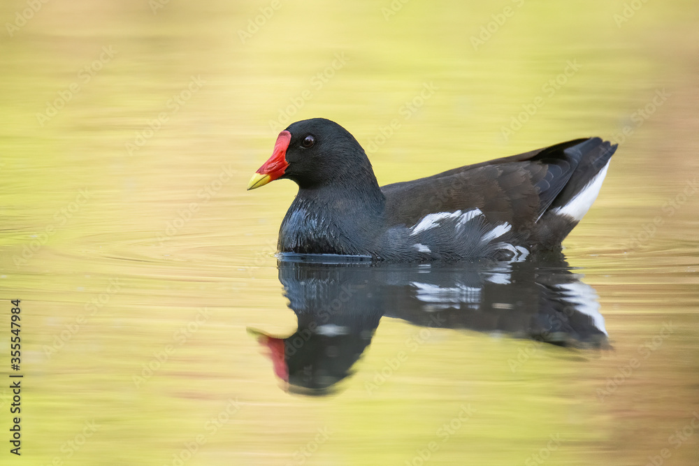 The common moorhen (Gallinula chloropus), small bird swimming on the water. Black body with white details, red beak with yellow toe. Reflection on the water level. Orange diffuse background. Slovakia The common moorhen (Gallinula chloropus), small bird swimming on the water. Black body with white details, red beak with yellow toe. Reflection on the water level. Orange diffuse background. Slovakia