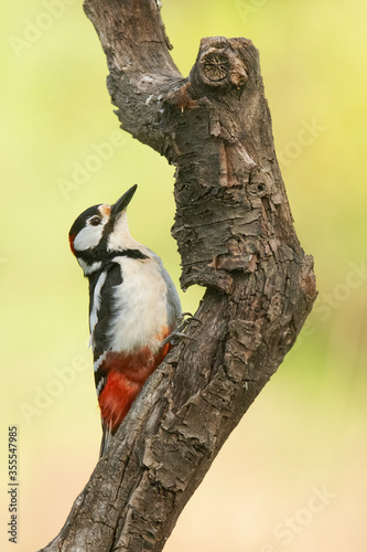Great woodpecker (Dendrocopos major), male of this great bird sitting on branch, red feathers on the rear side of body, yellow diffused background, scene from wild nature, river Váh, Slovakia 