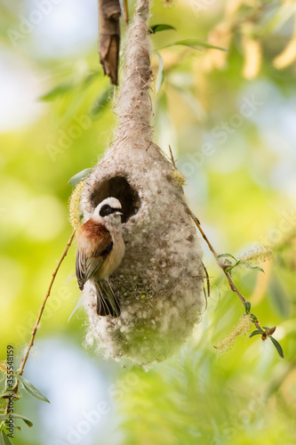 Eurasian penduline tit (Remiz pendulinus),small beautiful bird with brown back, white head with black mask, sitting on edge of his nest, beautiful architecture, diffuse green background, natural scene photo