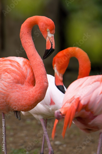 The American flamingo (Phoenicopterus ruber), group of large pink birds, long neck, fluffy feathers. Close up portrait. Standing on one leg inthe salt water. 