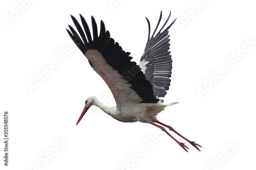 Bird in flight isolated on white. White stork with widely spread wings, Ciconia ciconia, taking off from nest.Stork is symbol of birth. Wildlife scene from nature. Habitat Europe, Asia, Africa. © Vaclav