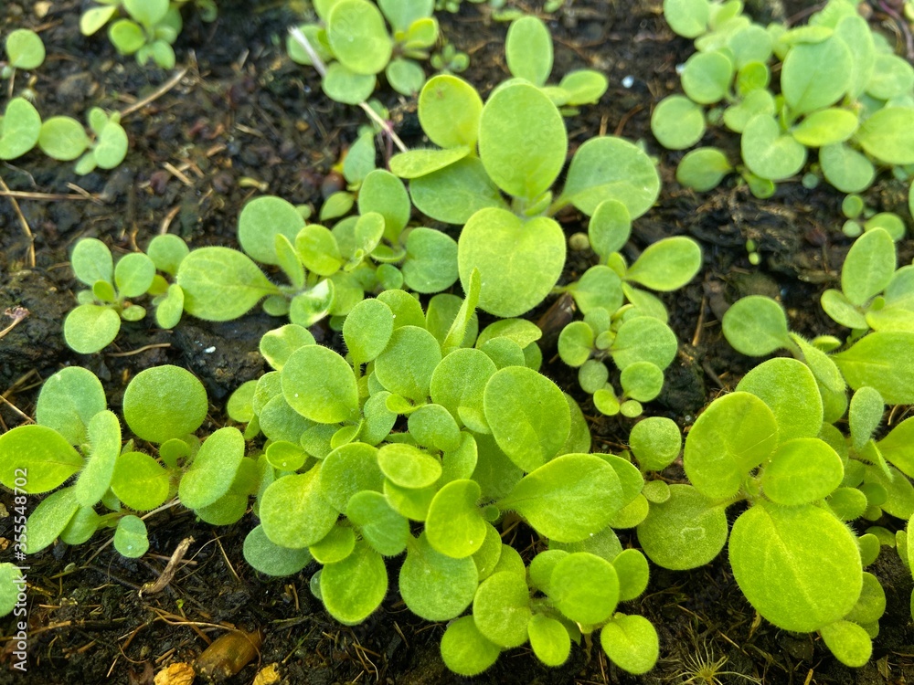 Seeding petunia flowers plant Seeding petunia flowers plant