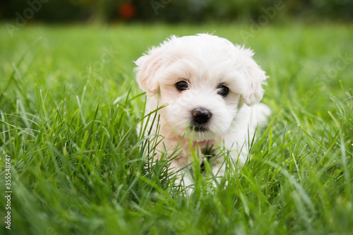 Small cute puppy of maltese dog sitting in the grass. Diffuse background. White fluffy fur.   