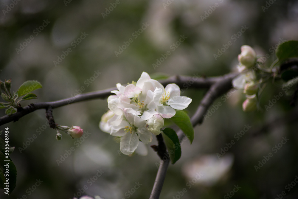 spring, apple blossoms, white flowers spring, apple blossoms, white flowers