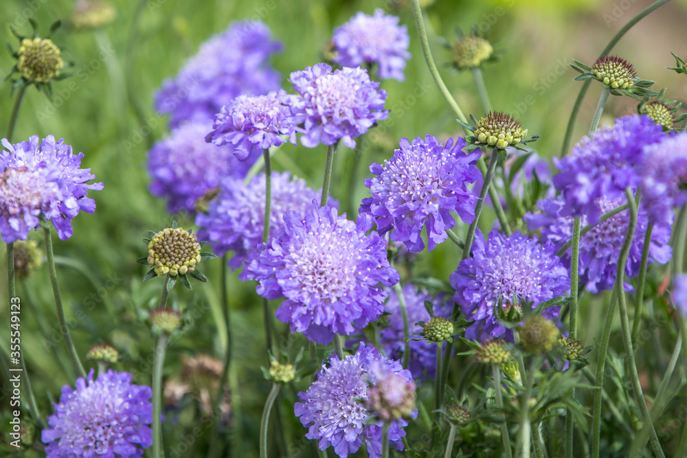 Scabiosa (in german Acker-Witwenblume) Knautia arvensis Scabiosa (in german Acker-Witwenblume) Knautia arvensis