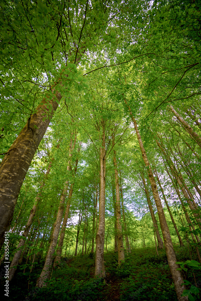 Old hornbeam tree with fresh green leaves in spring