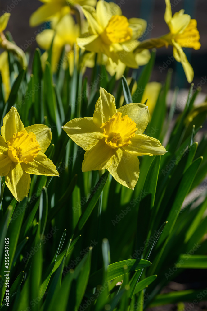 Close up yellow daffodils flowers spring. Yellow daffodil. Blossoming garden Close up yellow daffodils flowers spring. Yellow daffodil. Blossoming garden
