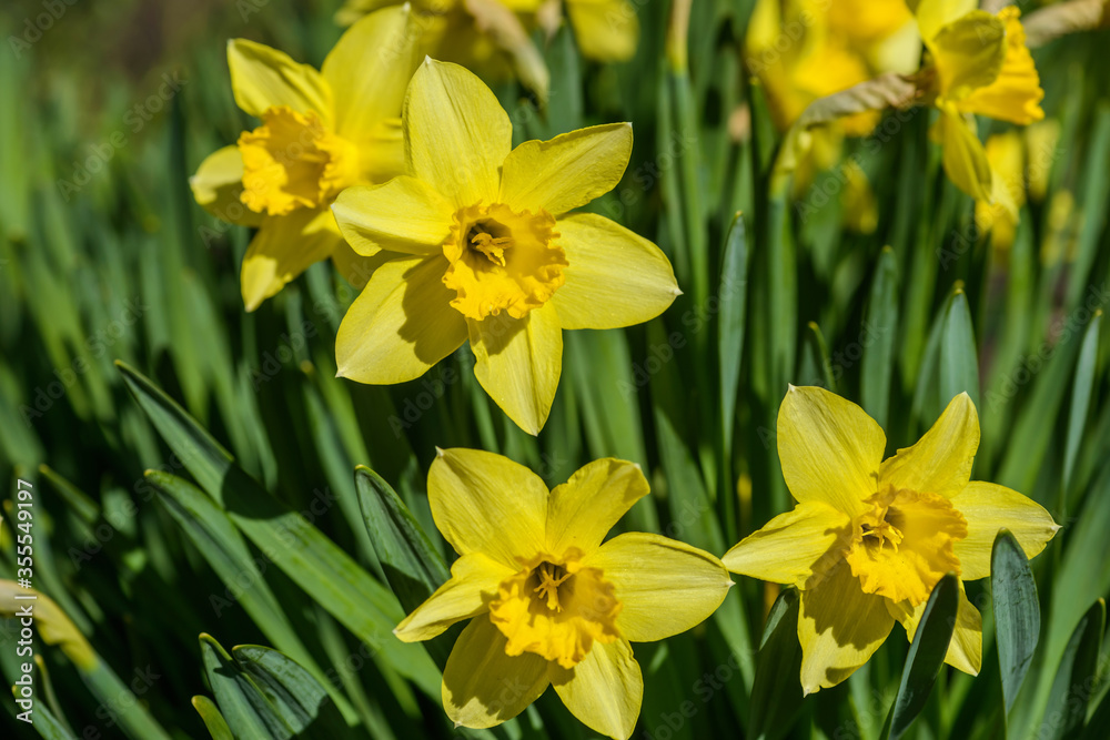 Obraz premium Close up yellow daffodils flowers spring. Yellow daffodil. Blossoming garden