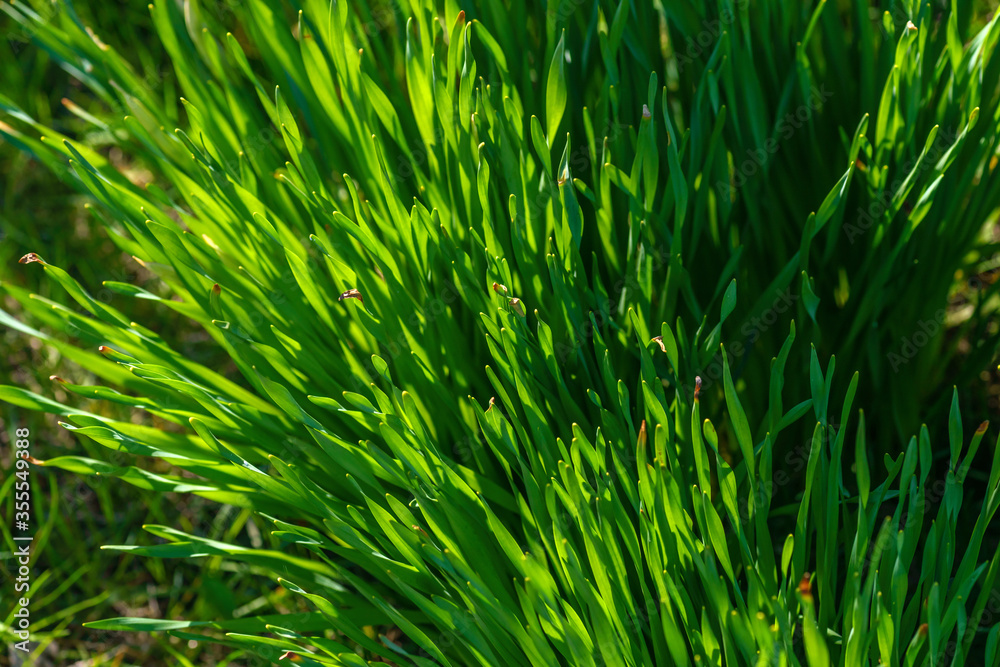 Obraz premium Green Grass. Close-up of bright green grass tending a breath of wind. Close-up abstract with shallow depth of field and background bokeh of brightly sunlit long bladed green and yellow plant leaves.