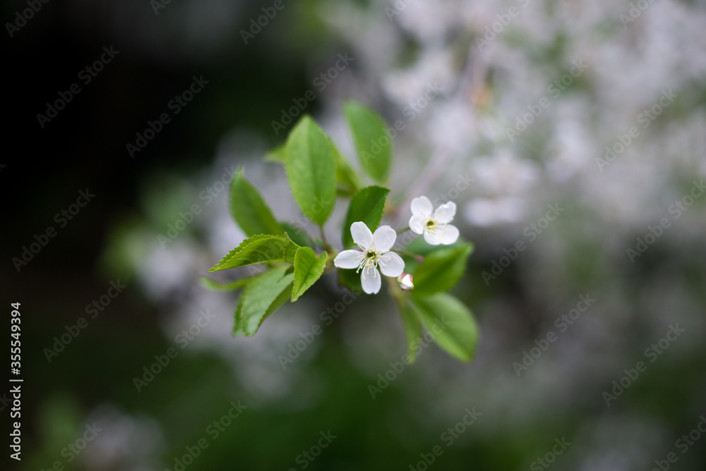 spring, cherry blossoms, white flowers, branches spring, cherry blossoms, white flowers, branches
