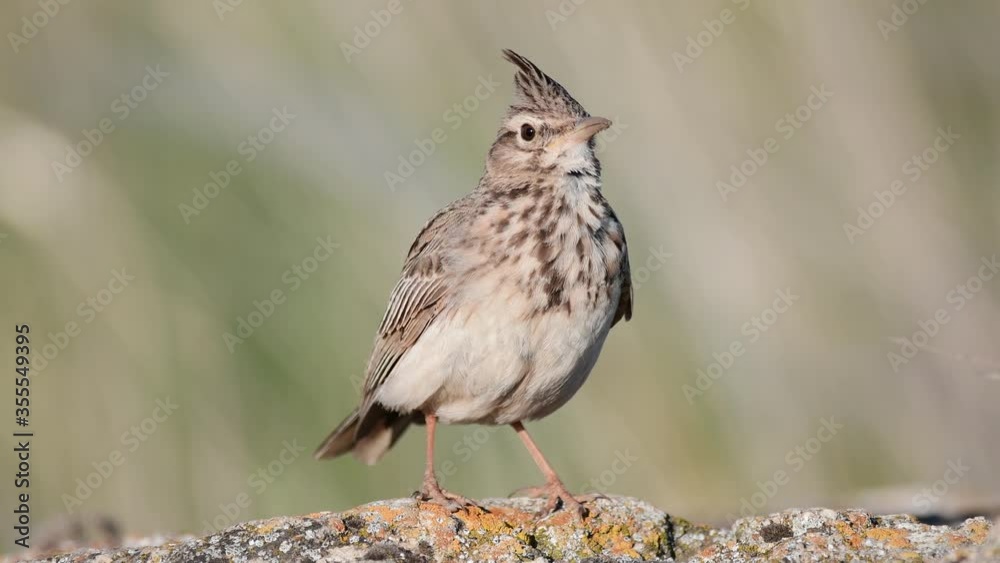 A Crested Lark Galerida cristata, sits on a rock in the field and singing beautifully. Close up A Crested Lark Galerida cristata, sits on a rock in the field and singing beautifully. Close up