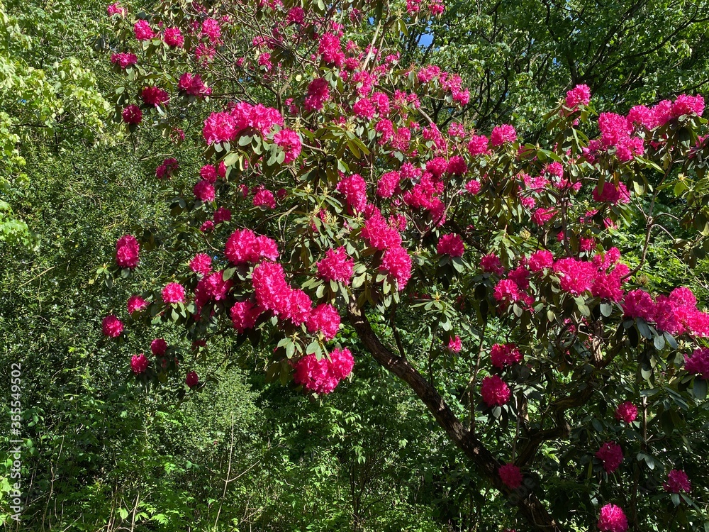 Flowering red blossom tree, in the town of, Oxenhope, Keighley