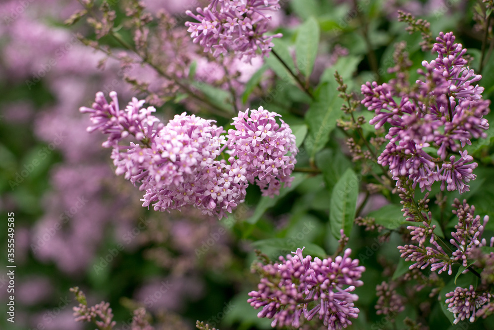 May, spring, June, lilac, flowers, flowers on a green background May, spring, June, lilac, flowers, flowers on a green background