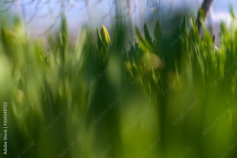 Obraz premium Green Grass. Close-up of bright green grass tending a breath of wind. Tulips. Blossoming garden. 