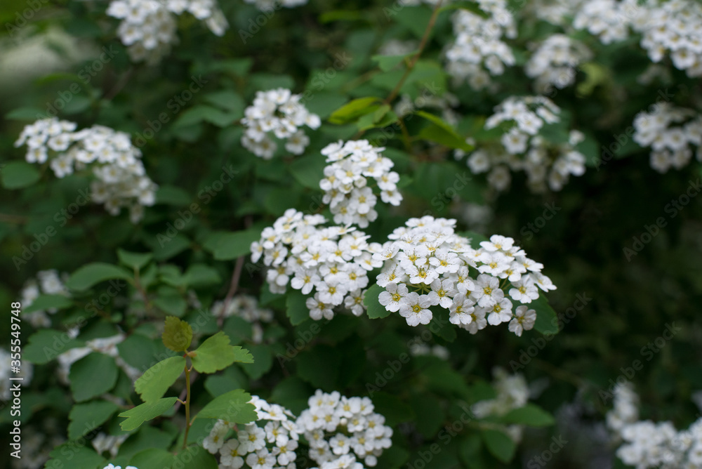 spring, May, June, flowers are small white, veil of the bride spring, May, June, flowers are small white, veil of the bride