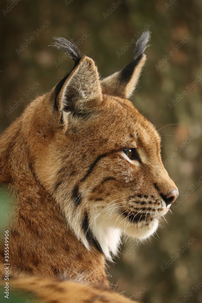 Profile of Eurasian lynx (Lynx lynx). Closeup of bobcat head. Wildlife scene from nature. Wild cat in natural habitat. Bavarian forest, Germany. Profile of Eurasian lynx (Lynx lynx). Closeup of bobcat head. Wildlife scene from nature. Wild cat in natural habitat. Bavarian forest, Germany.