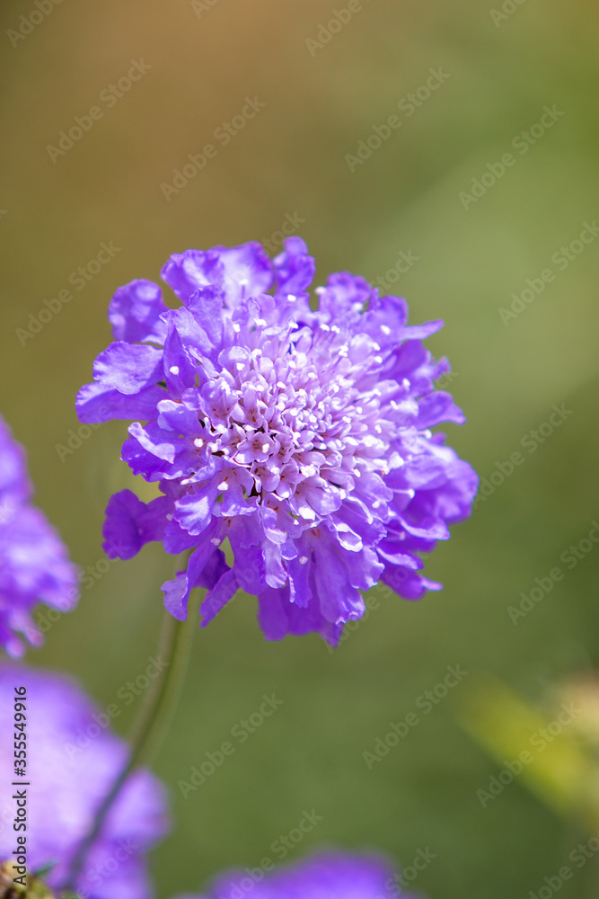 Scabiosa (in german Acker-Witwenblume) Knautia arvensis Scabiosa (in german Acker-Witwenblume) Knautia arvensis