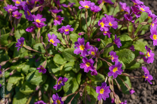 Violet primula vulgaris  primrose. Flowering Primula. Primula Vulgaris. Gardening. Garden flowers.
