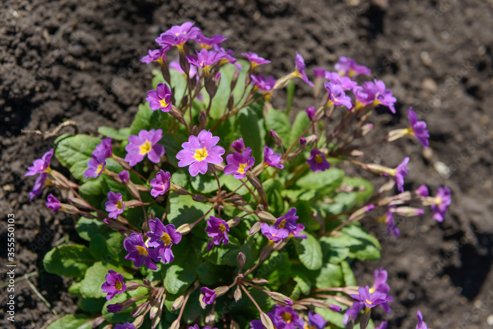 Obraz premium Violet primula vulgaris, primrose. Flowering Primula. Primula Vulgaris. Gardening. Garden flowers.