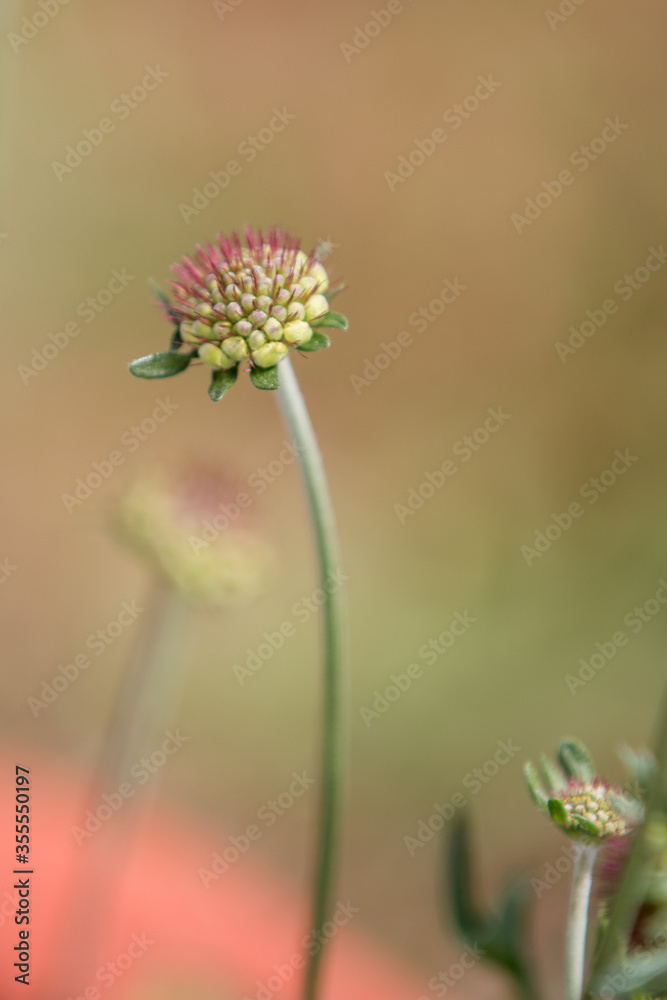 Scabiosa (in german Acker-Witwenblume) Knautia arvensis Scabiosa (in german Acker-Witwenblume) Knautia arvensis