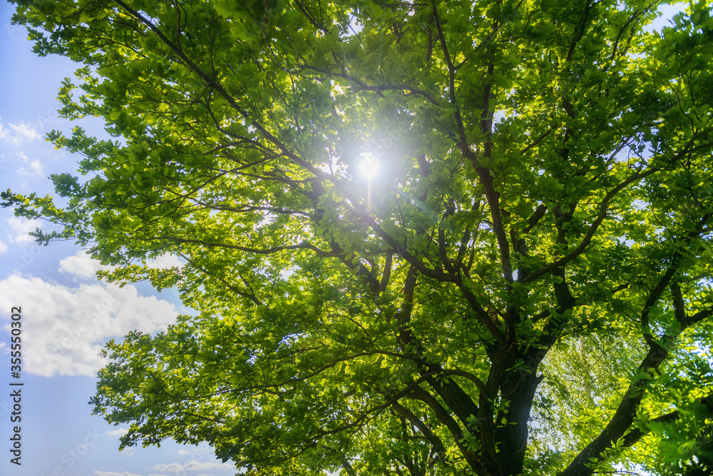 Obraz premium Tree branches against the blue sky. The trees in the garden. Garden plot.