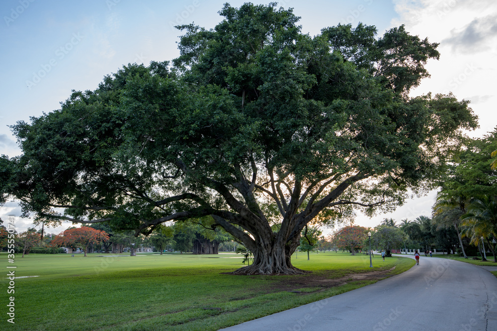 Tree at sunrise at the Granada Golf course in Miami Tree at sunrise at the Granada Golf course in Miami