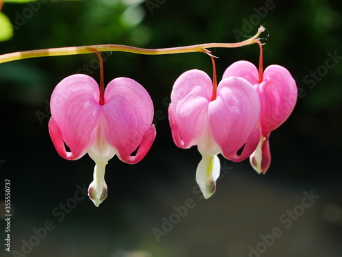 Closeup of pink bleeding heart (dicentra spectabilis) flowers photo