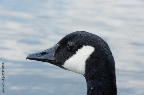 Canada goose head up close © S. Lyons Photography