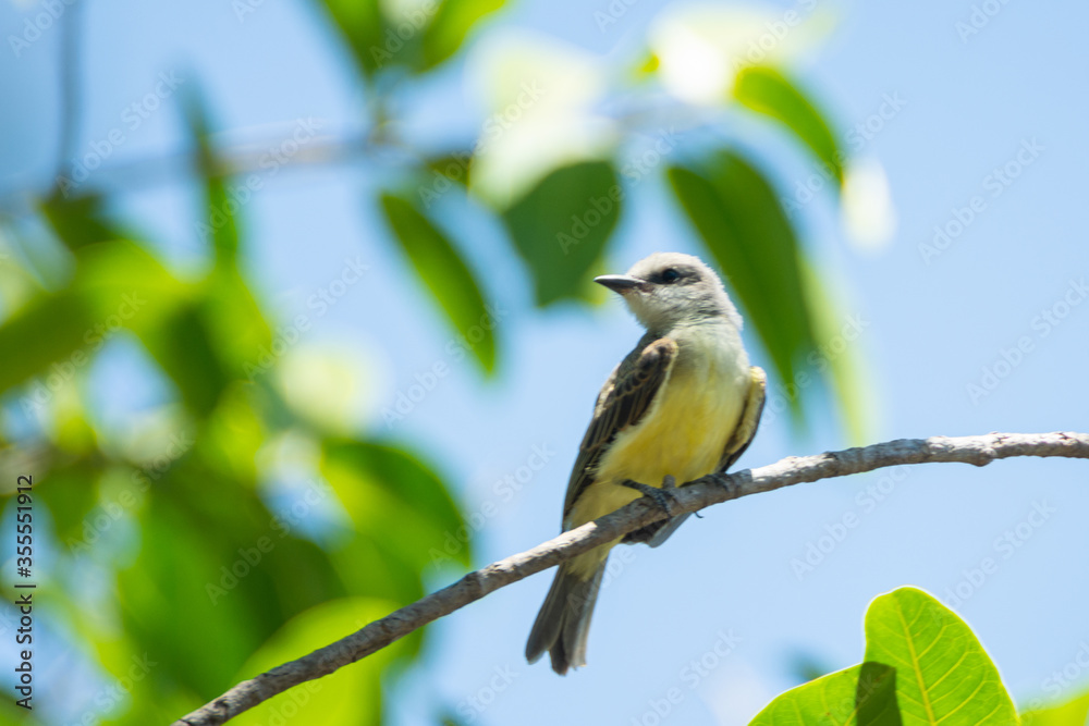 Obraz premium tirano