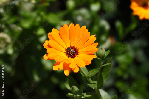 Orange marigold closeup with insct on it.Beautiful floral background.Summer flower in the meadow.Sunny bright day,colorful.