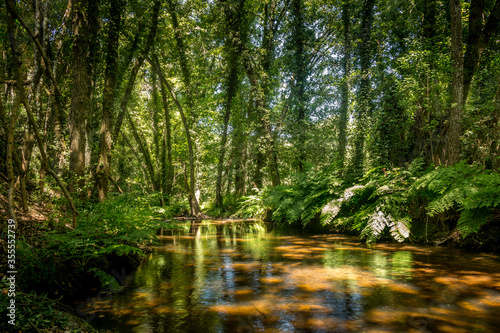 Fototapeta Naklejka Na Ścianę i Meble -  Forest river with dense tropical vegetation and waterfalls