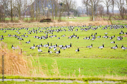 Greylag geese in winter near Anjum in north Netherlands
