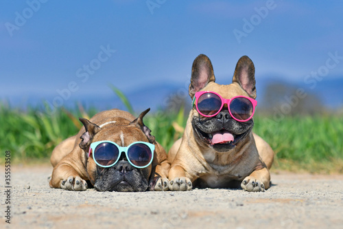 Adorable cute happy French Bulldog dogs wearing sunglasses in summer in front of meadow and blue sky on hot day © Firn