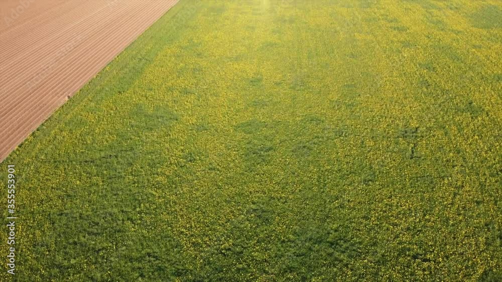 Grüne Wiesen und Felder it gelben Blumen aus der Luft