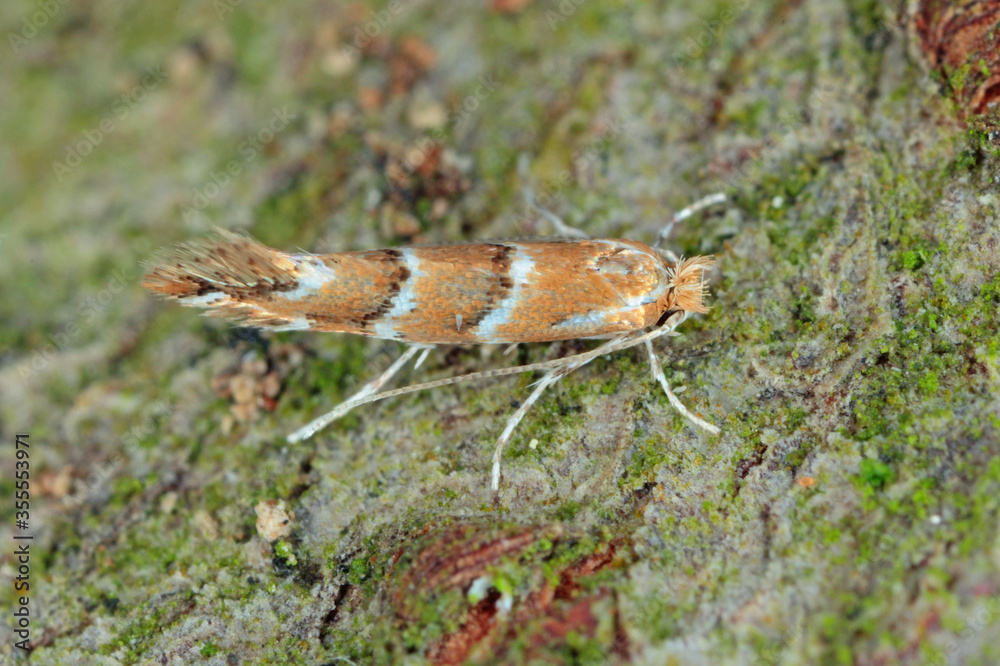 The horse-chestnut leaf miner (Cameraria ohridella) is a leaf-mining moth of the Gracillariidae family. Moth on bark of  common horse-chestnut (Aesculus hippocastanum).