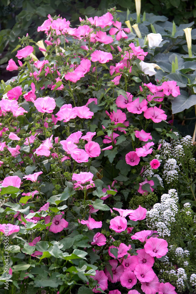 Lavatera is pink. Family Malvaceae. Beautiful tall flowers..